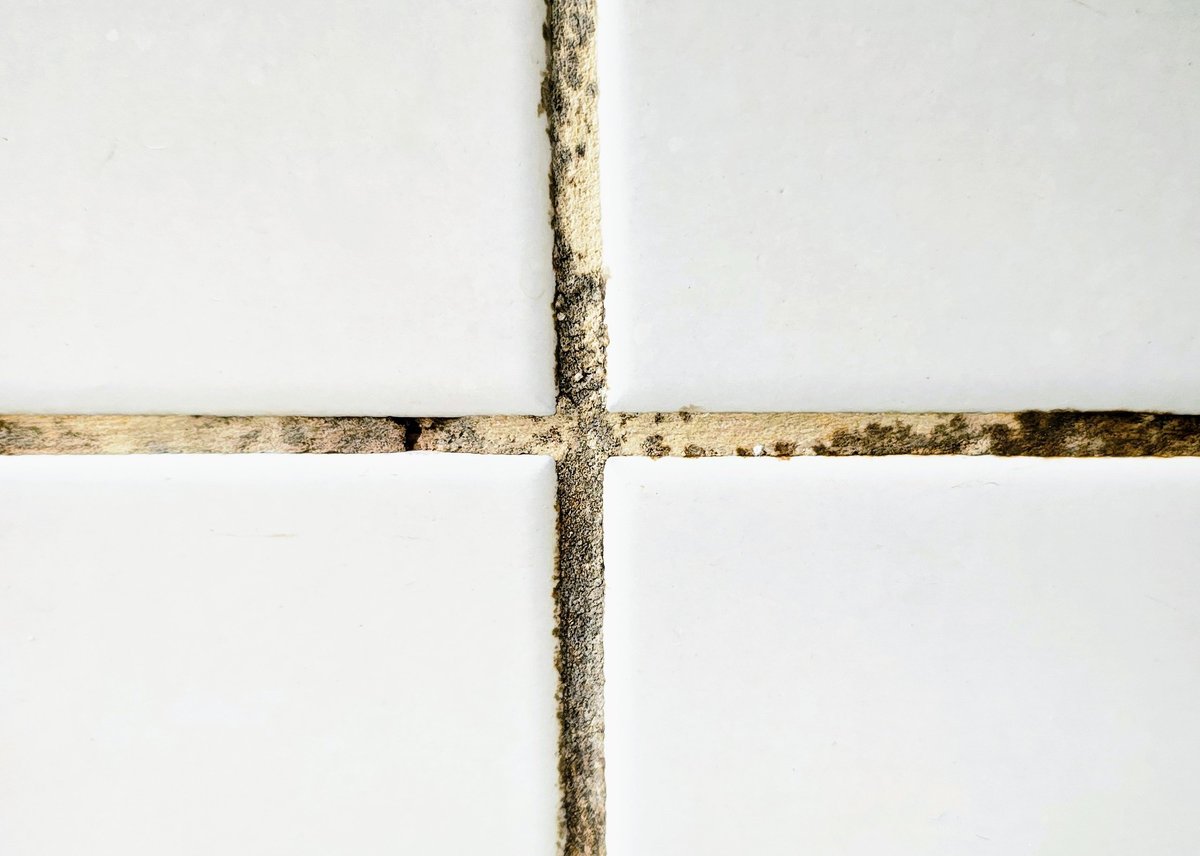 Moldy and deteriorated grout on bathroom tiles from trapped moisture behind loose tile